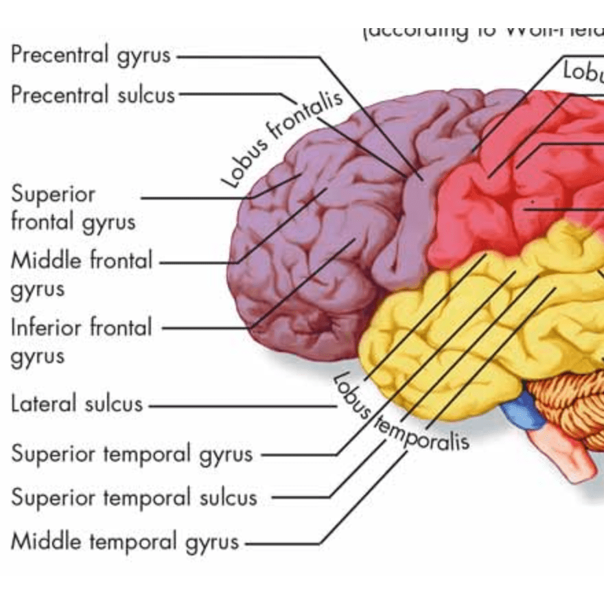 Plakat om hjernen (Human Brain) 51x67 cm - eAnatomi