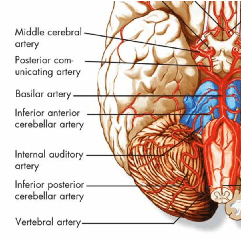 Plakat om hjernen (Human Brain) 51x67 cm - eAnatomi