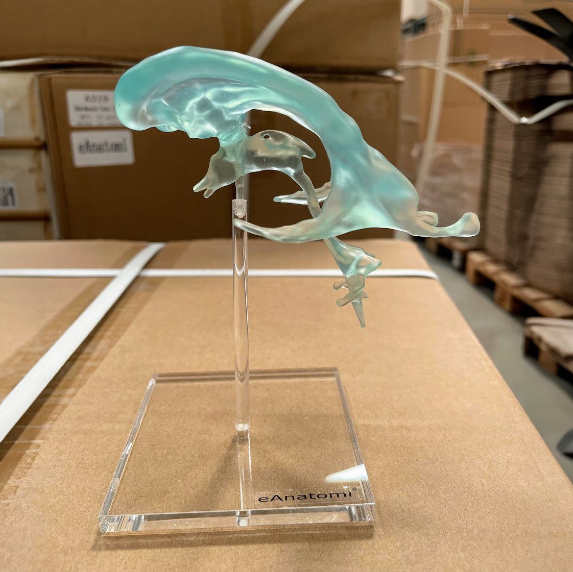 Model af hjernens ventrikler på stander af plexiglas - eAnatomi