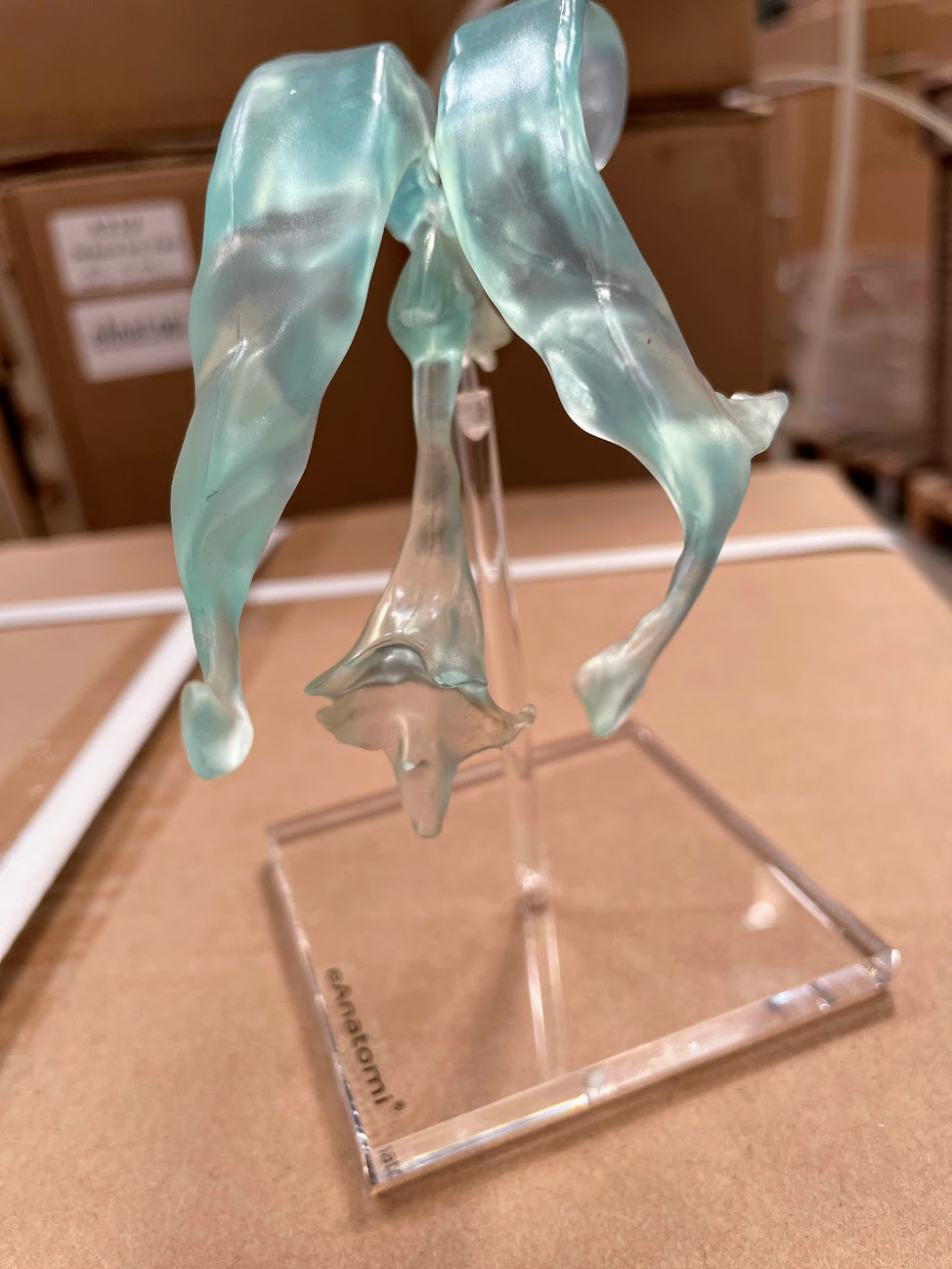 Model af hjernens ventrikler på stander af plexiglas