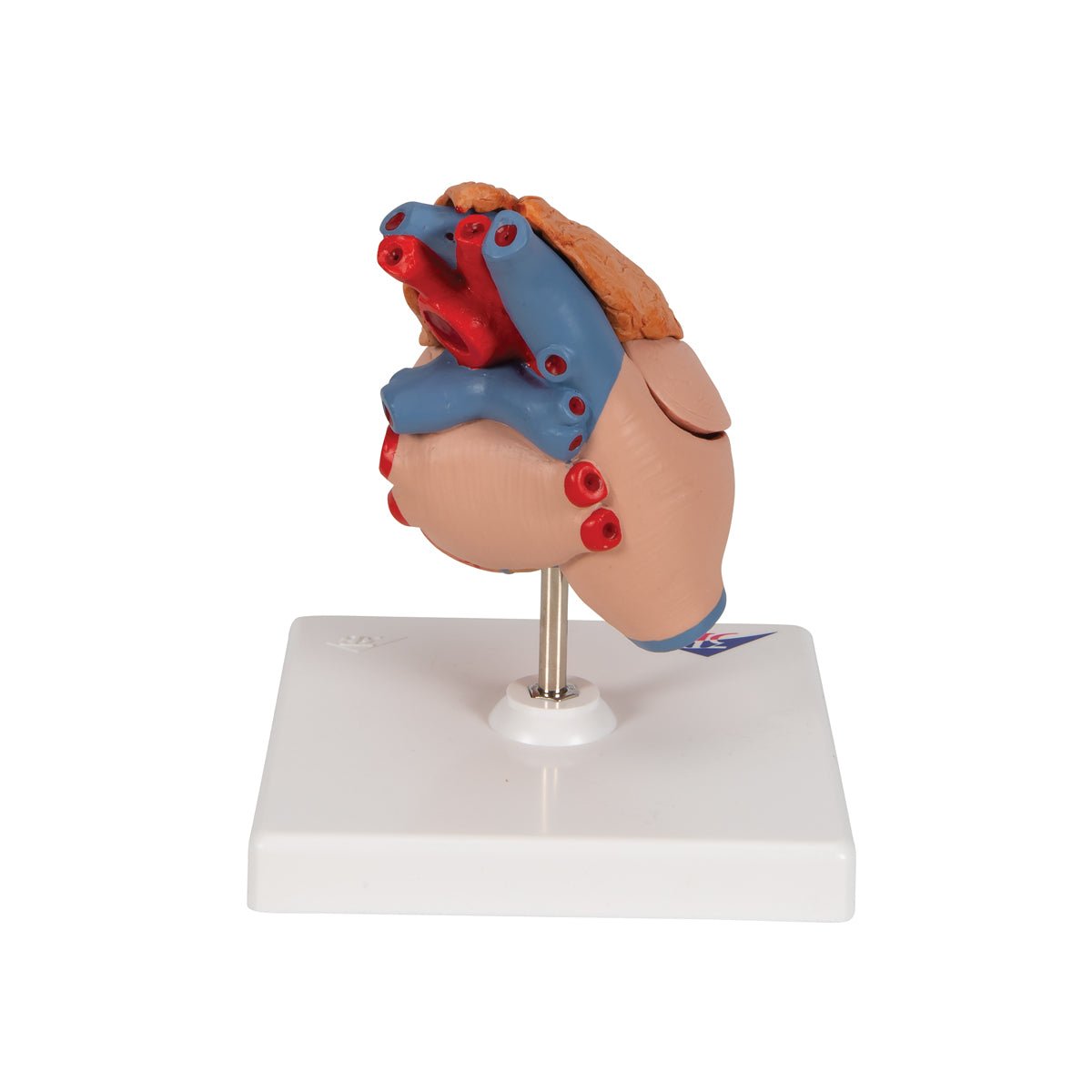 Formindsket hjerte m. thymus - eAnatomi