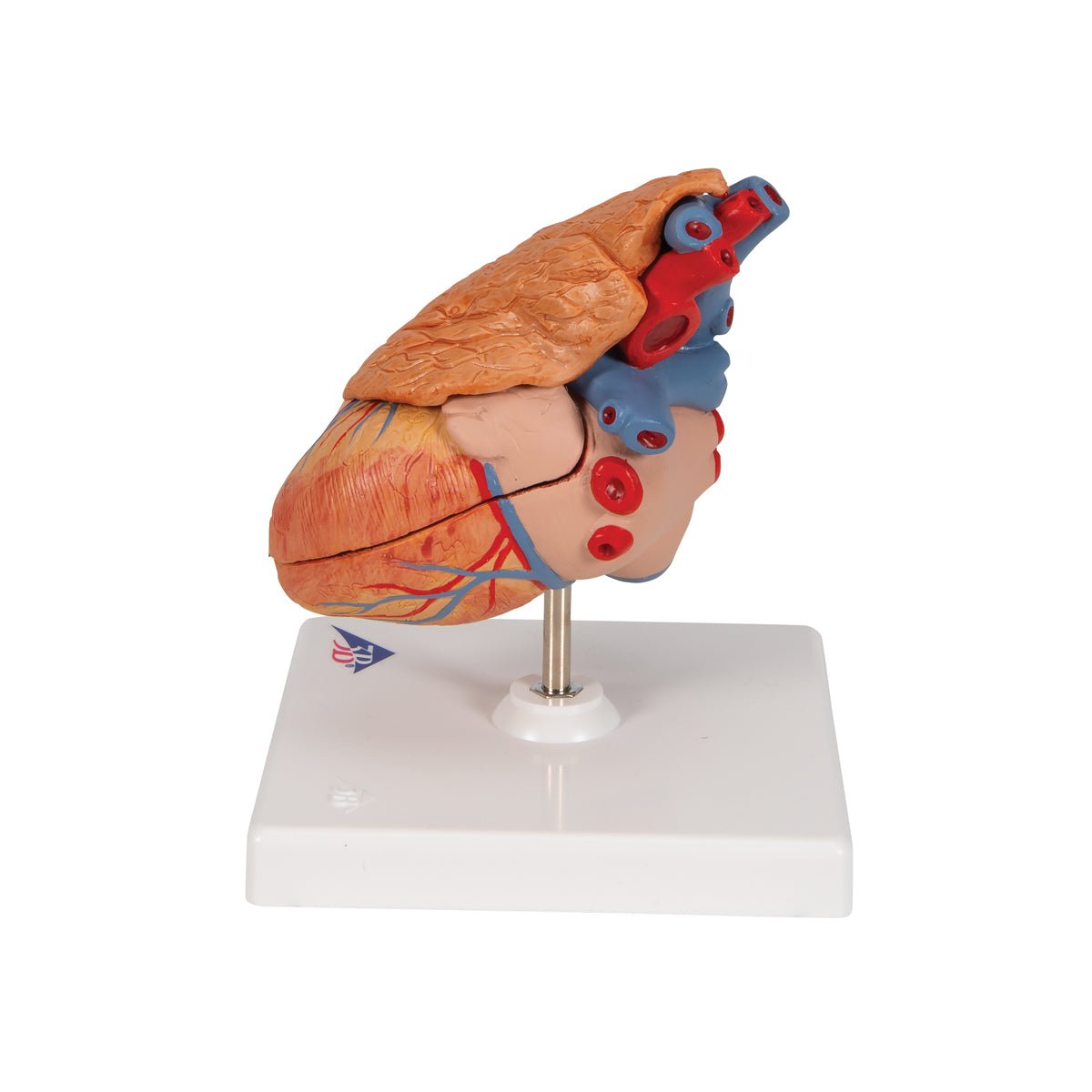 Formindsket hjerte m. thymus - eAnatomi