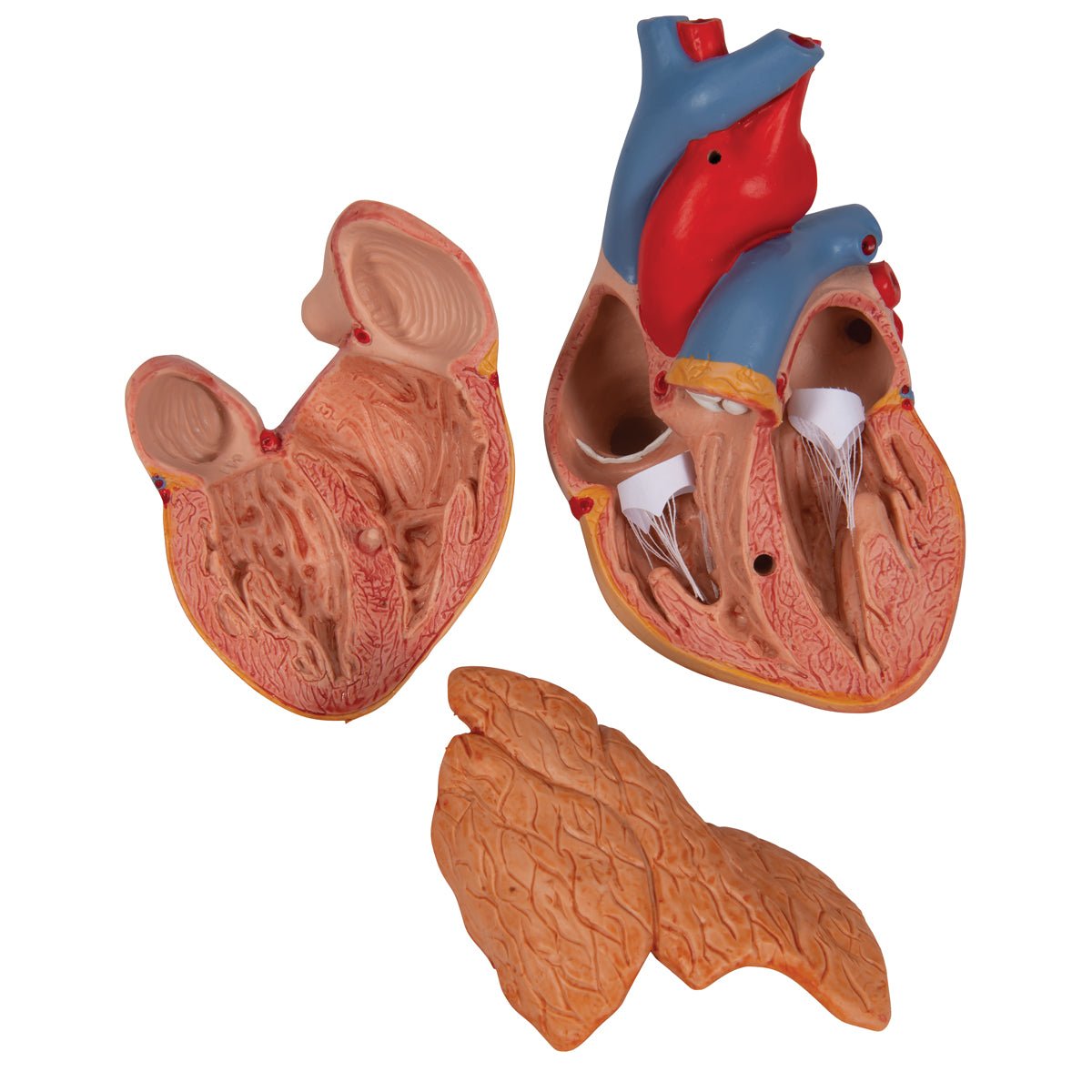Formindsket hjerte m. thymus - eAnatomi