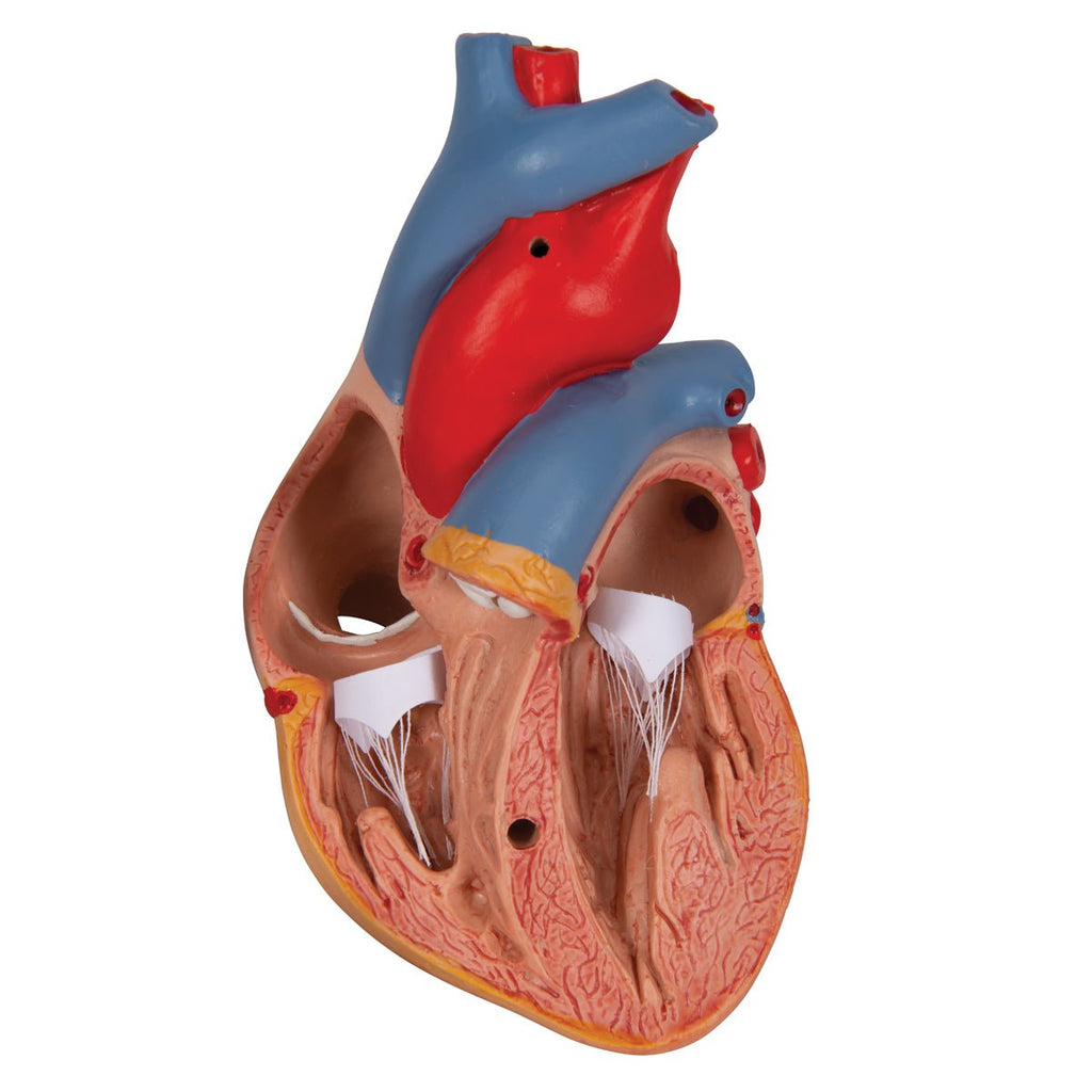 Formindsket hjerte m. thymus - eAnatomi