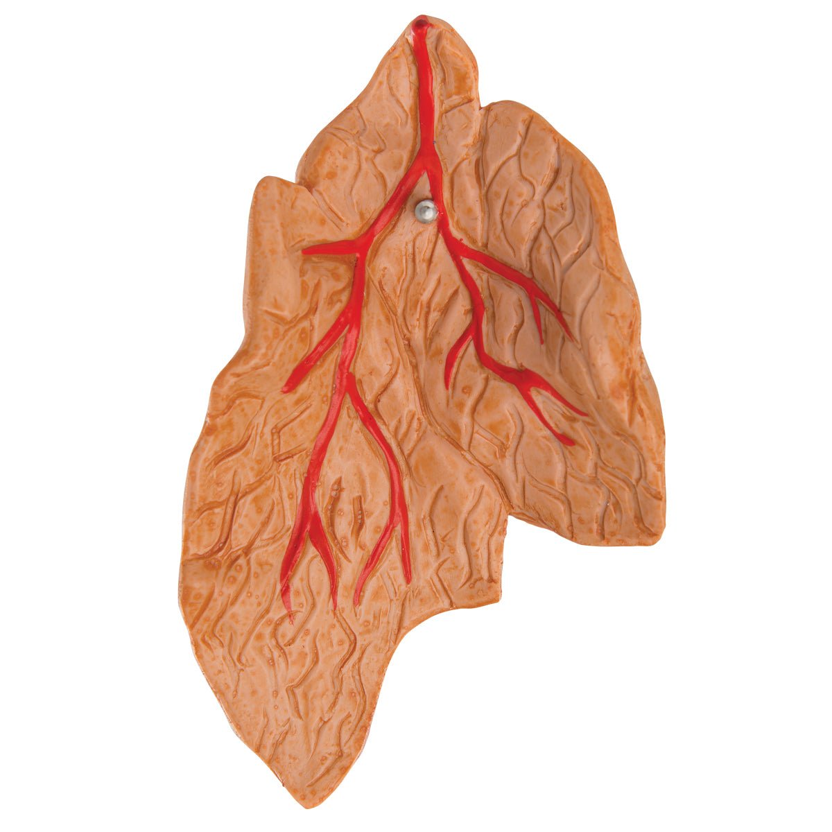 Formindsket hjerte m. thymus - eAnatomi