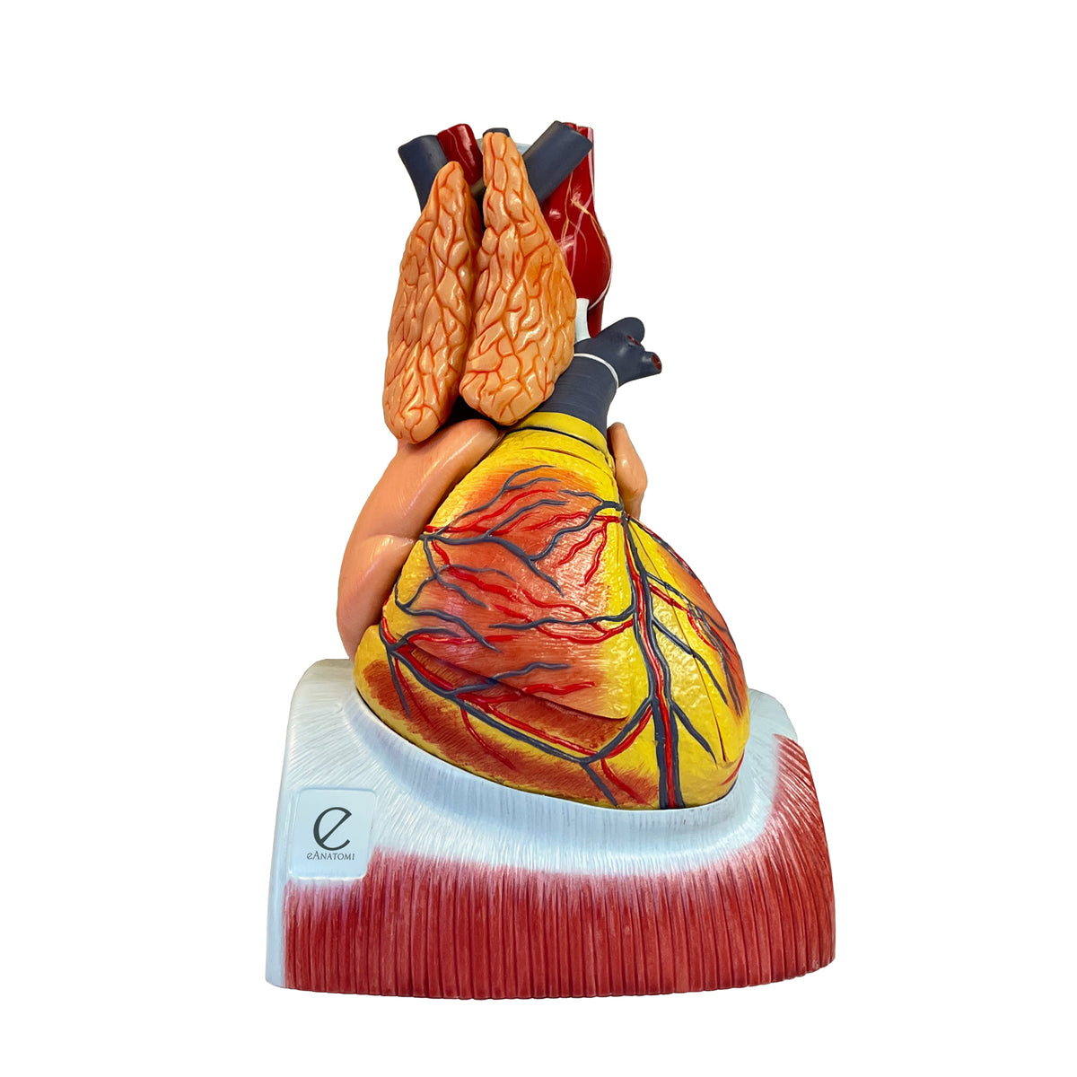 Anatomiske hjertemodeller I eAnatomi.com