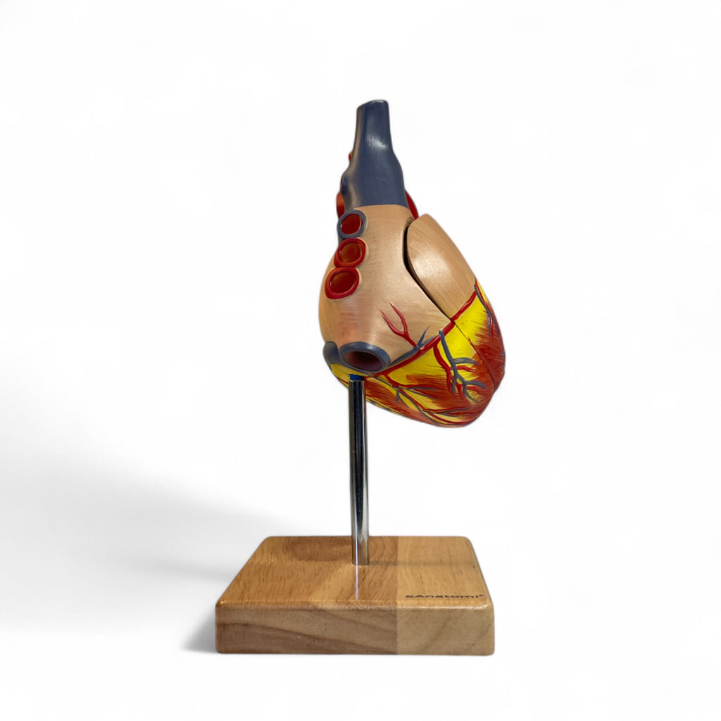 Heart model in 2 parts, life size