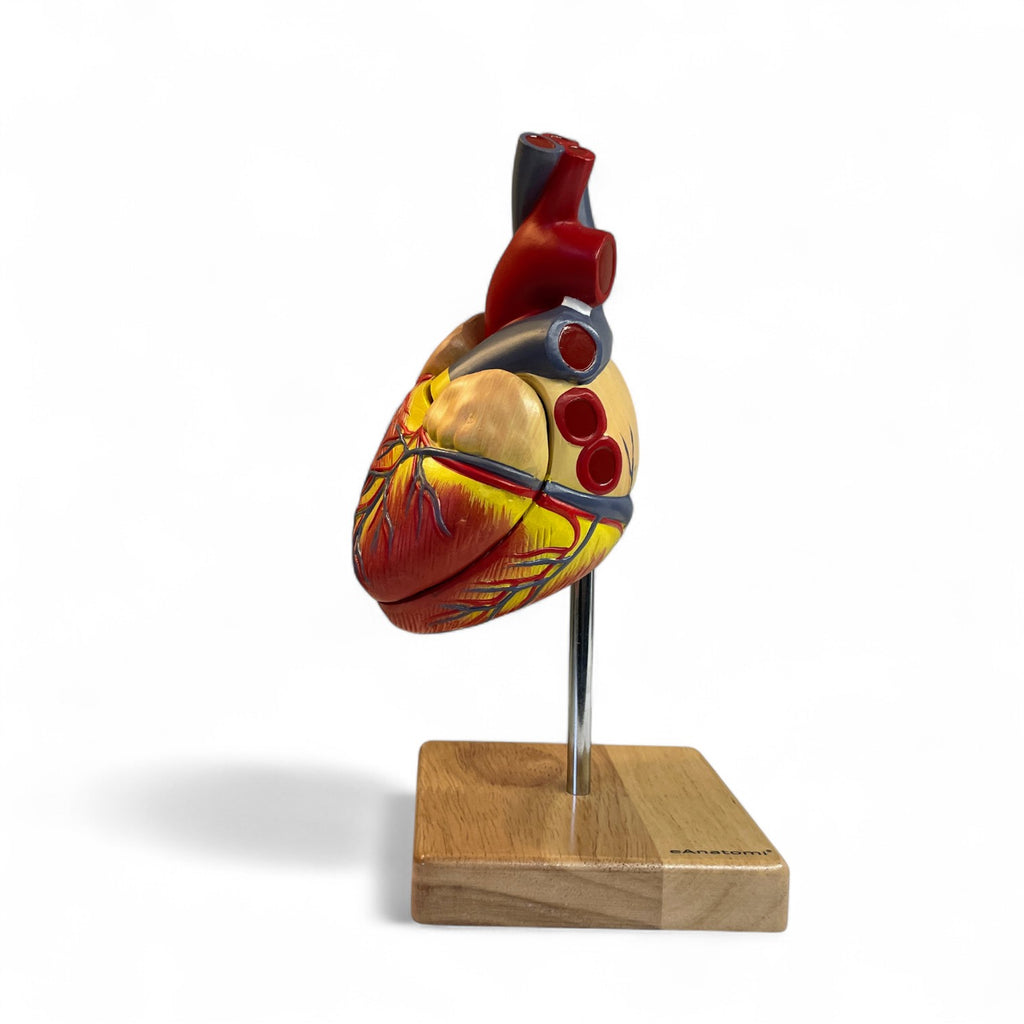 Heart model in 2 parts, life size