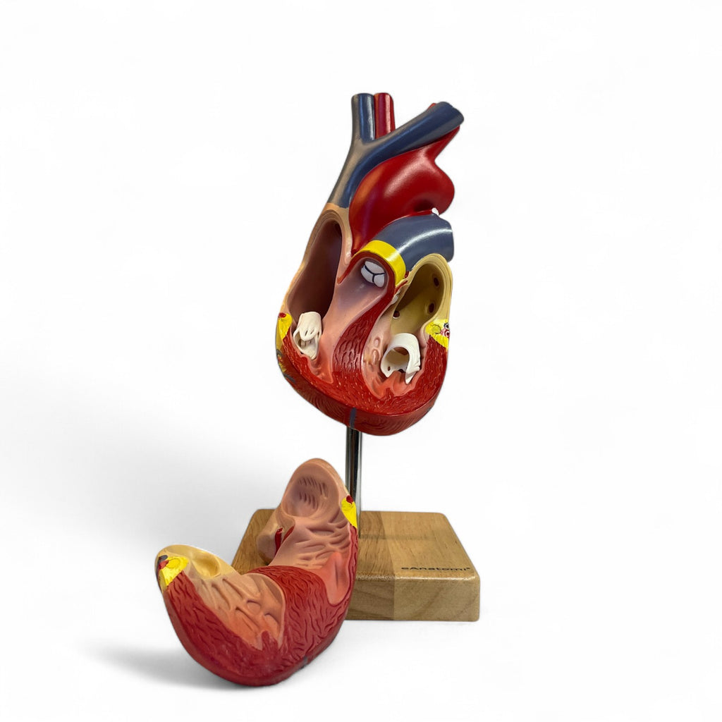 Heart model in 2 parts, life size