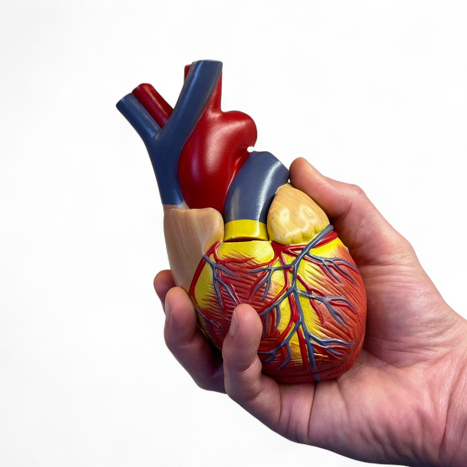 Heart model in 2 parts, life size