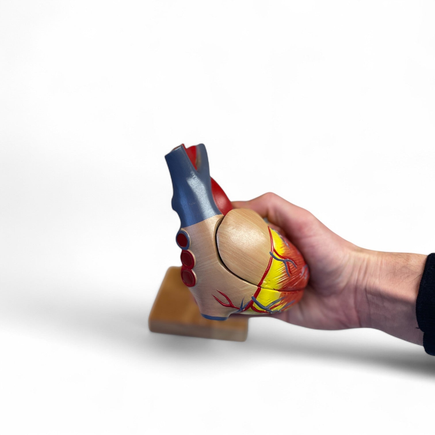 Heart model in 2 parts, life size