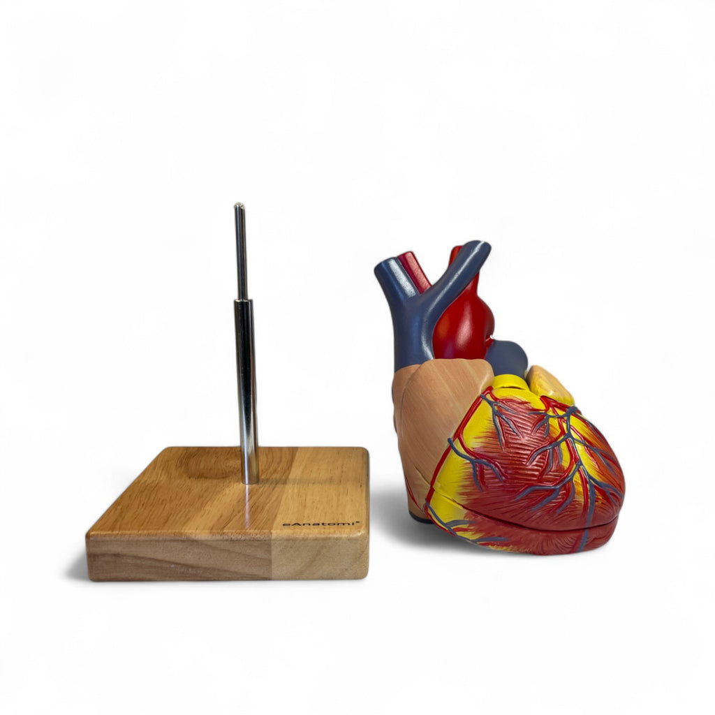 Heart model in 2 parts, life size