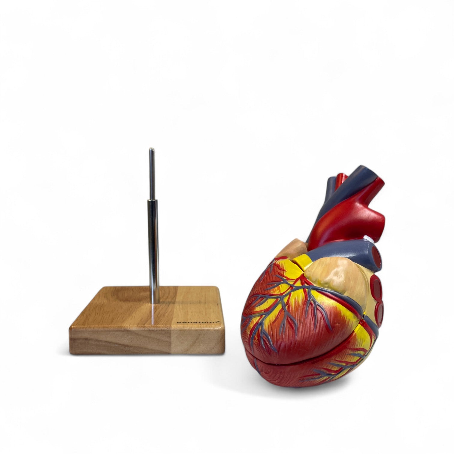 Heart model in 2 parts, life size