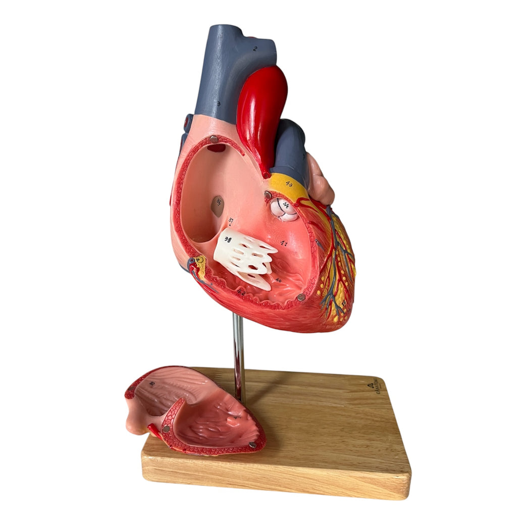 Hjertemodel, håndmalet, forstørret anatomisk model m. stander i egetræ