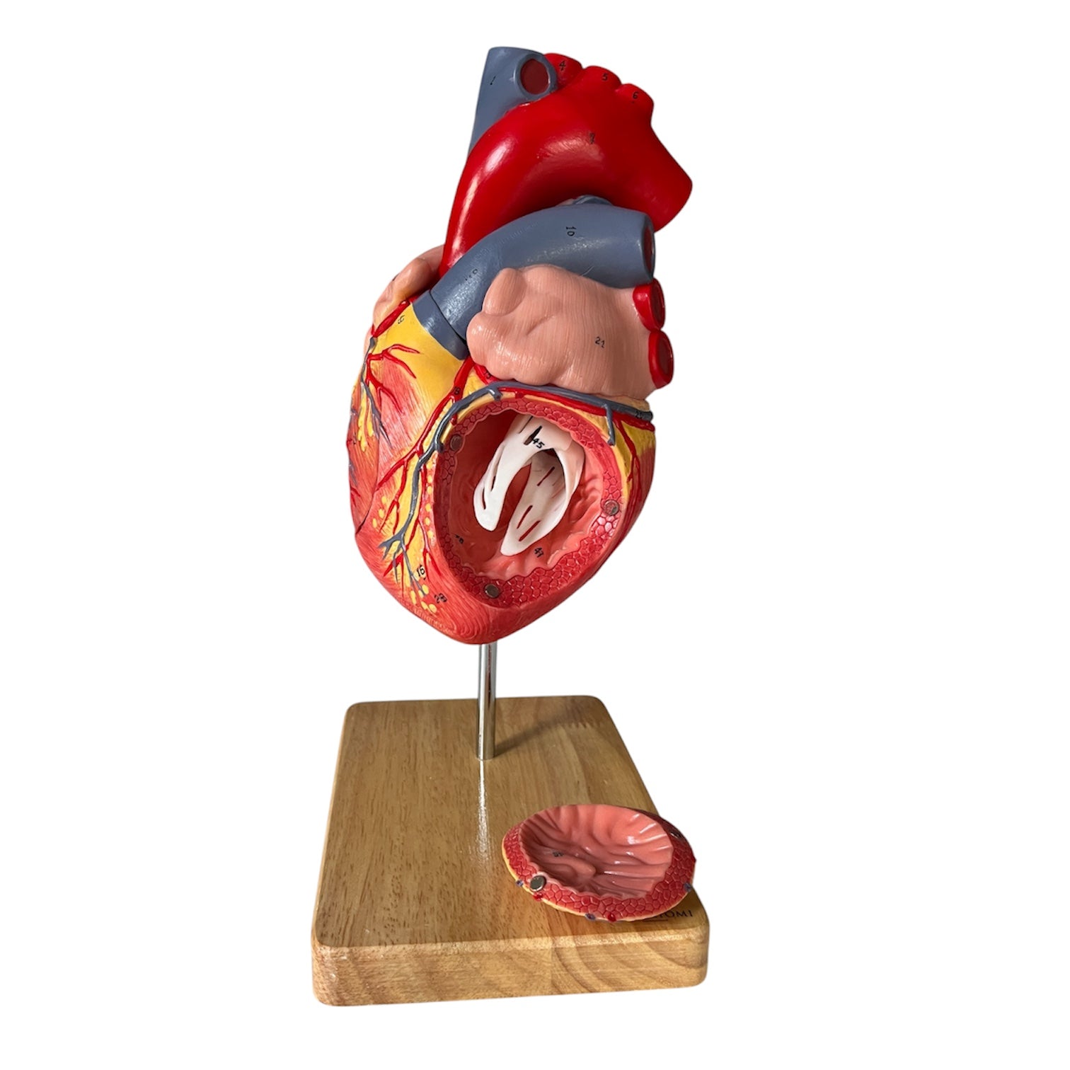 Hjertemodel, håndmalet, forstørret anatomisk model m. stander i egetræ