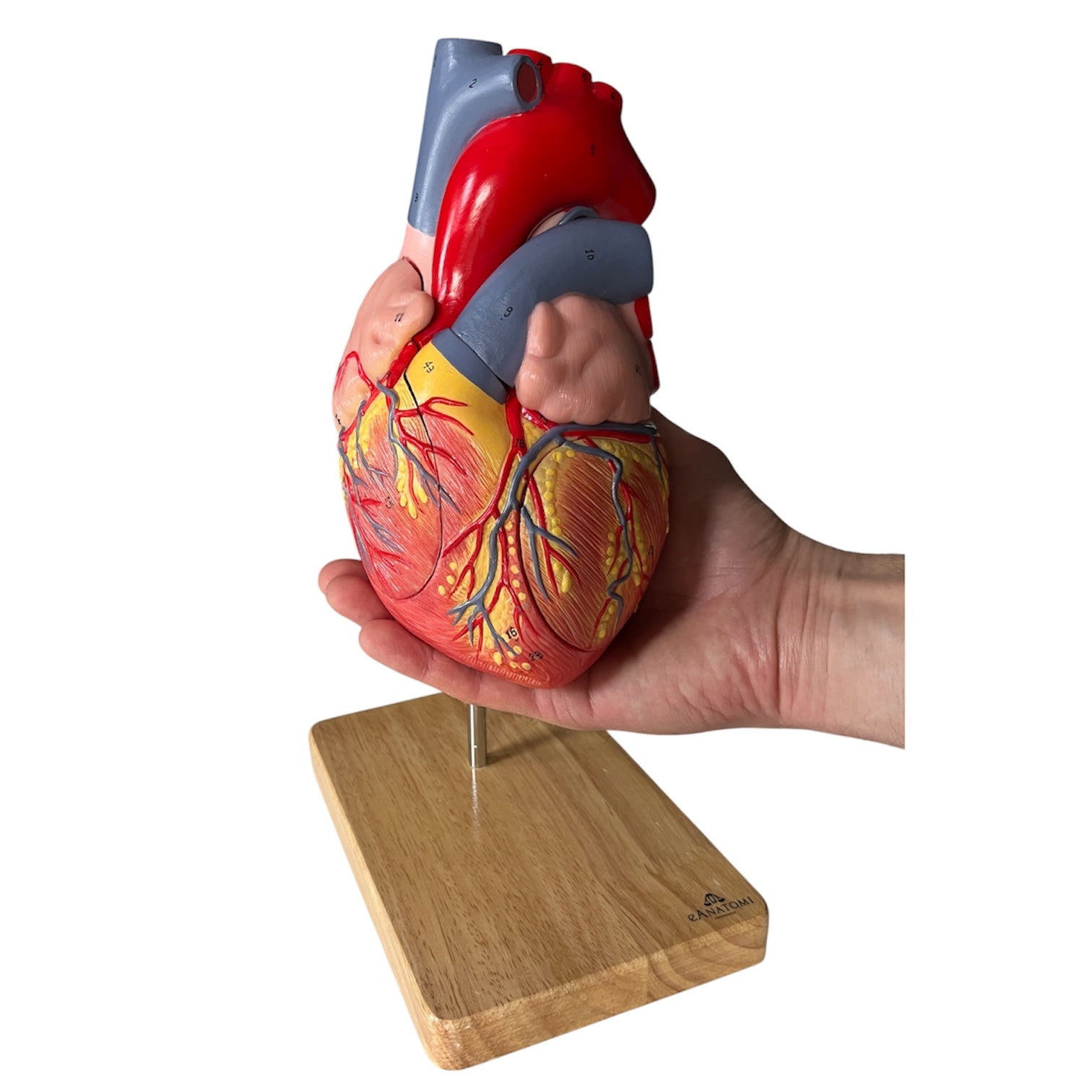 Hjertemodel, håndmalet, forstørret anatomisk model m. stander i egetræ