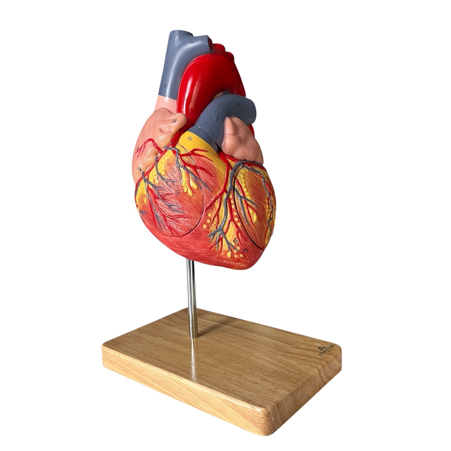 Hjertemodel, håndmalet, forstørret anatomisk model m. stander i egetræ