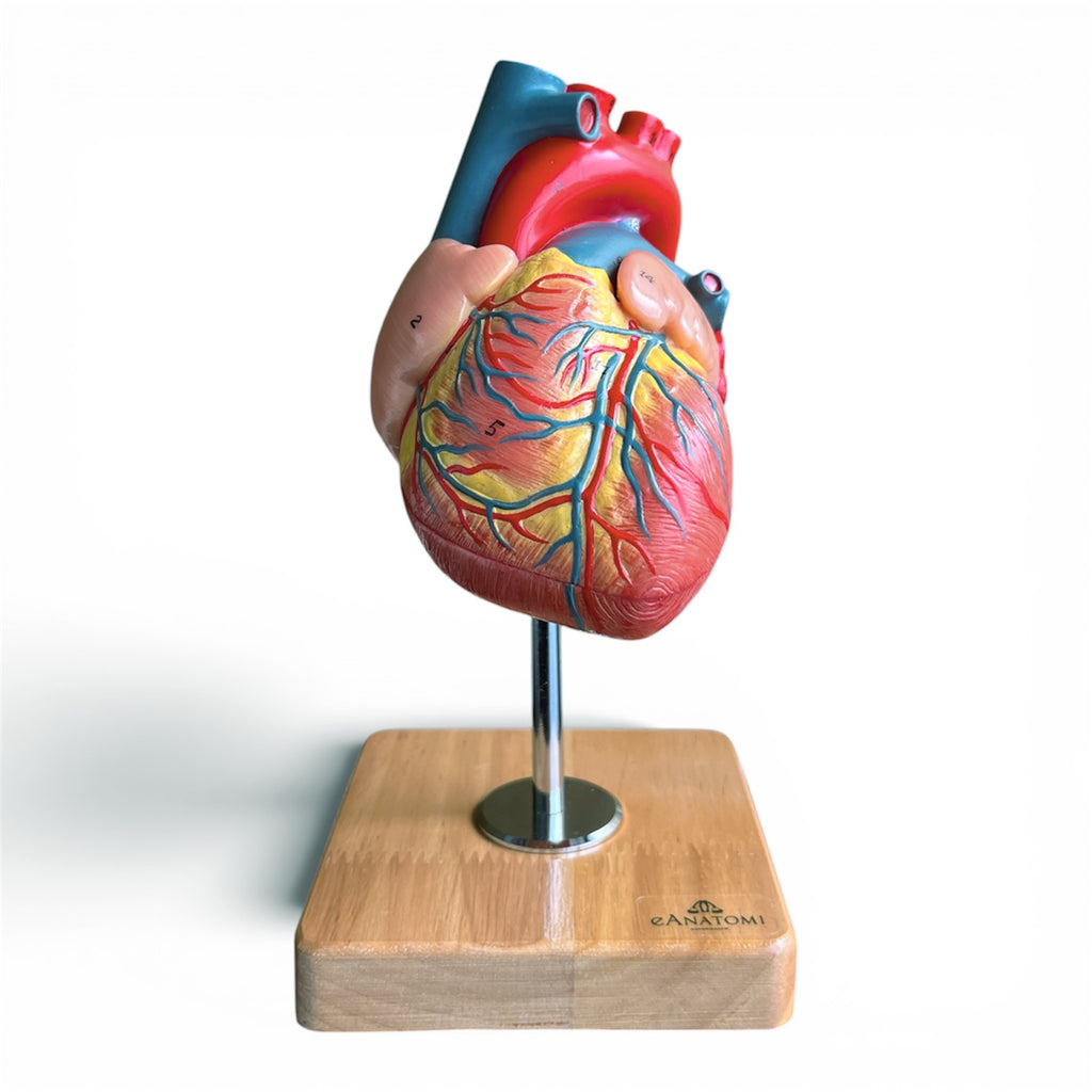 Hjertemodel i 2 dele, naturlig størrelse