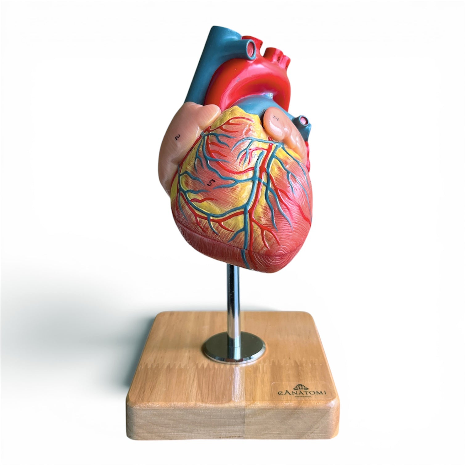 Hjertemodel i 2 dele, naturlig størrelse