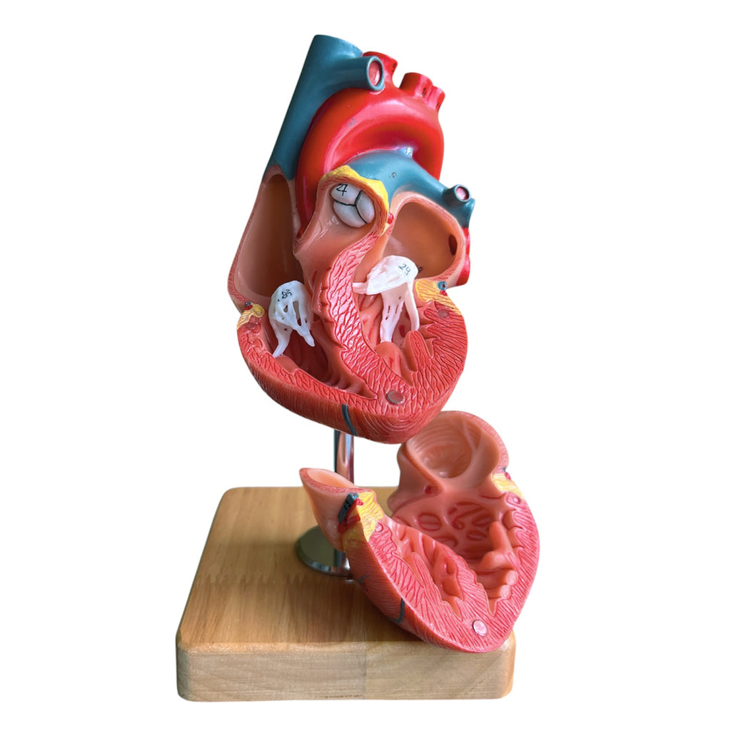 Hjertemodel i 2 dele, naturlig størrelse