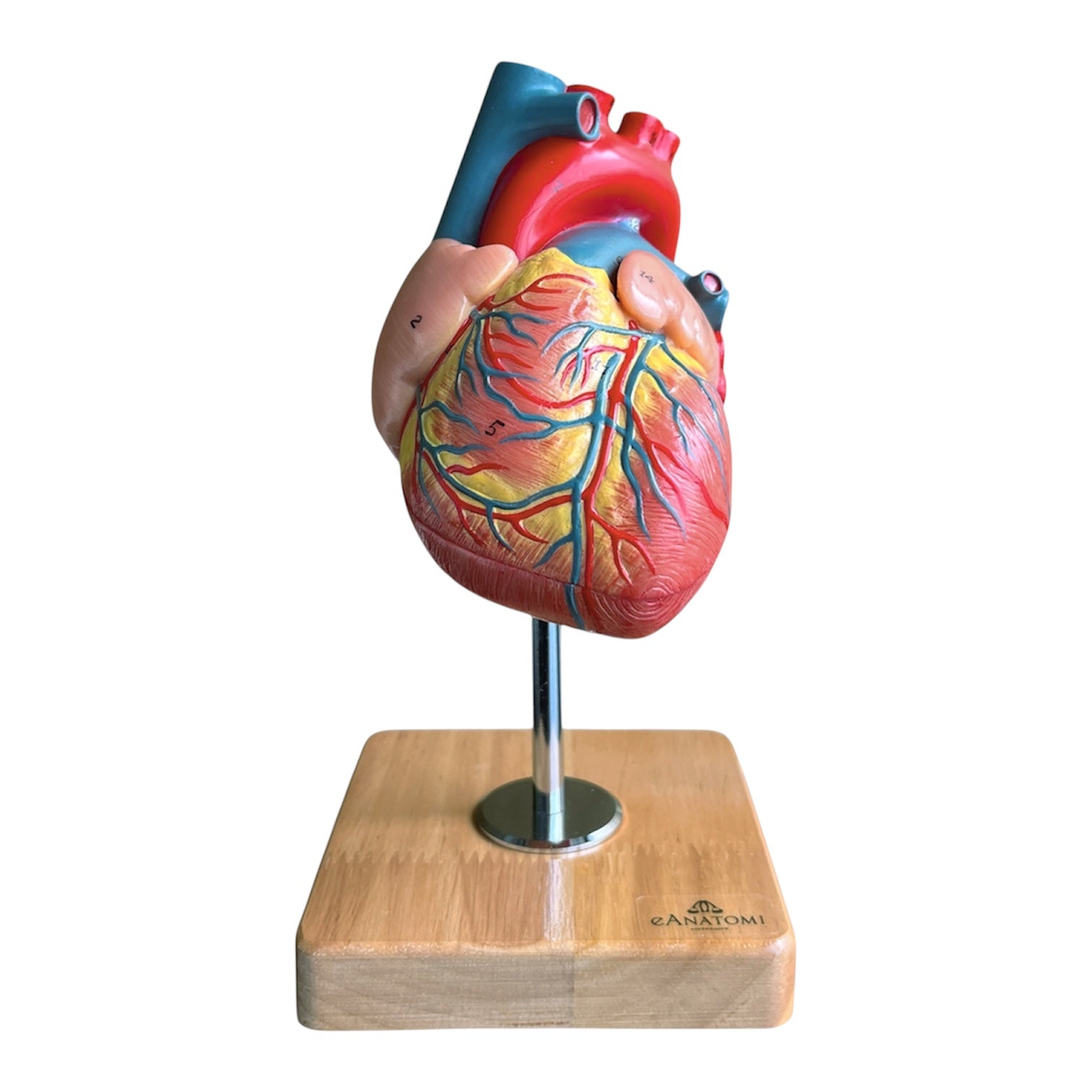 Hjertemodel i 2 dele, naturlig størrelse