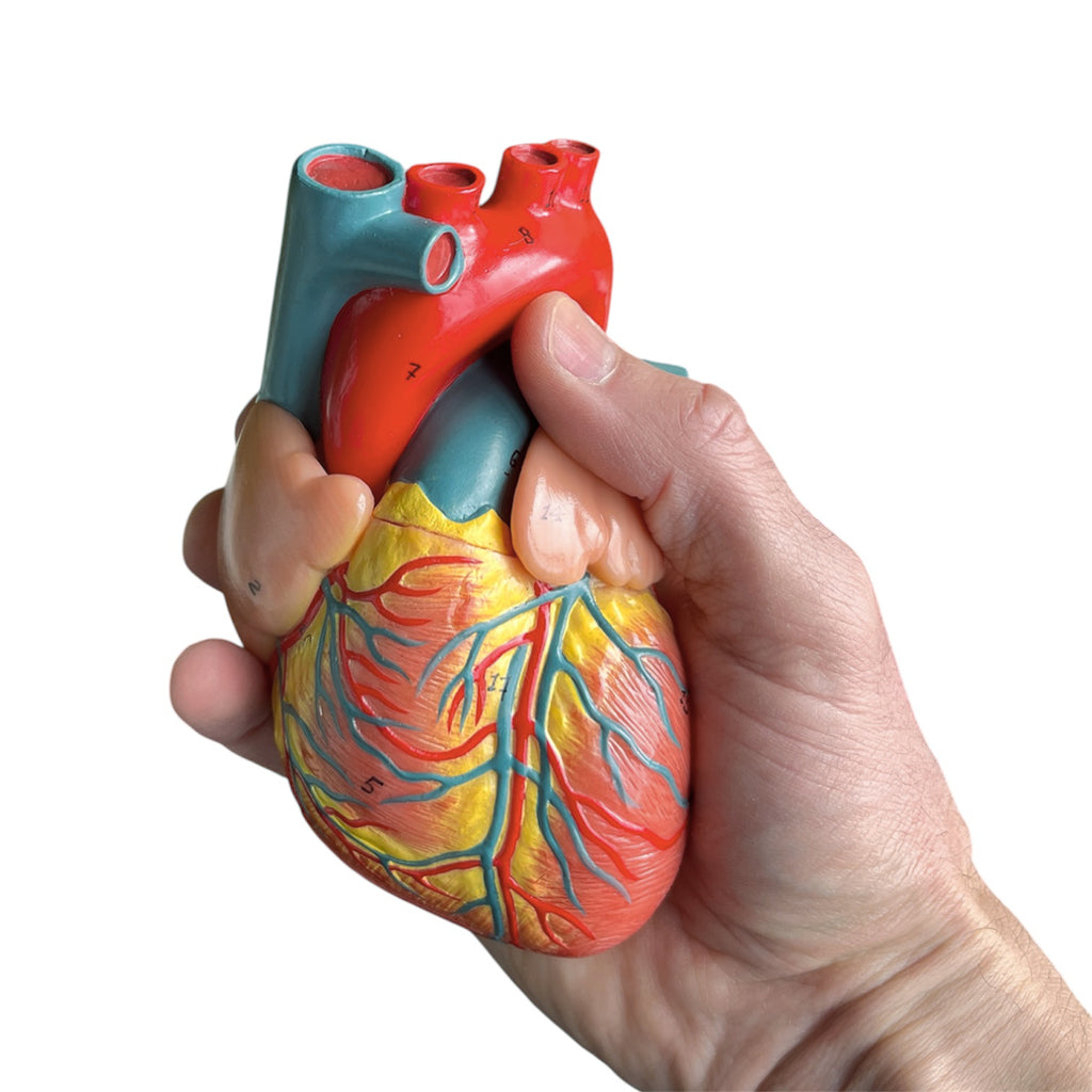 Hjertemodel i 2 dele, naturlig størrelse