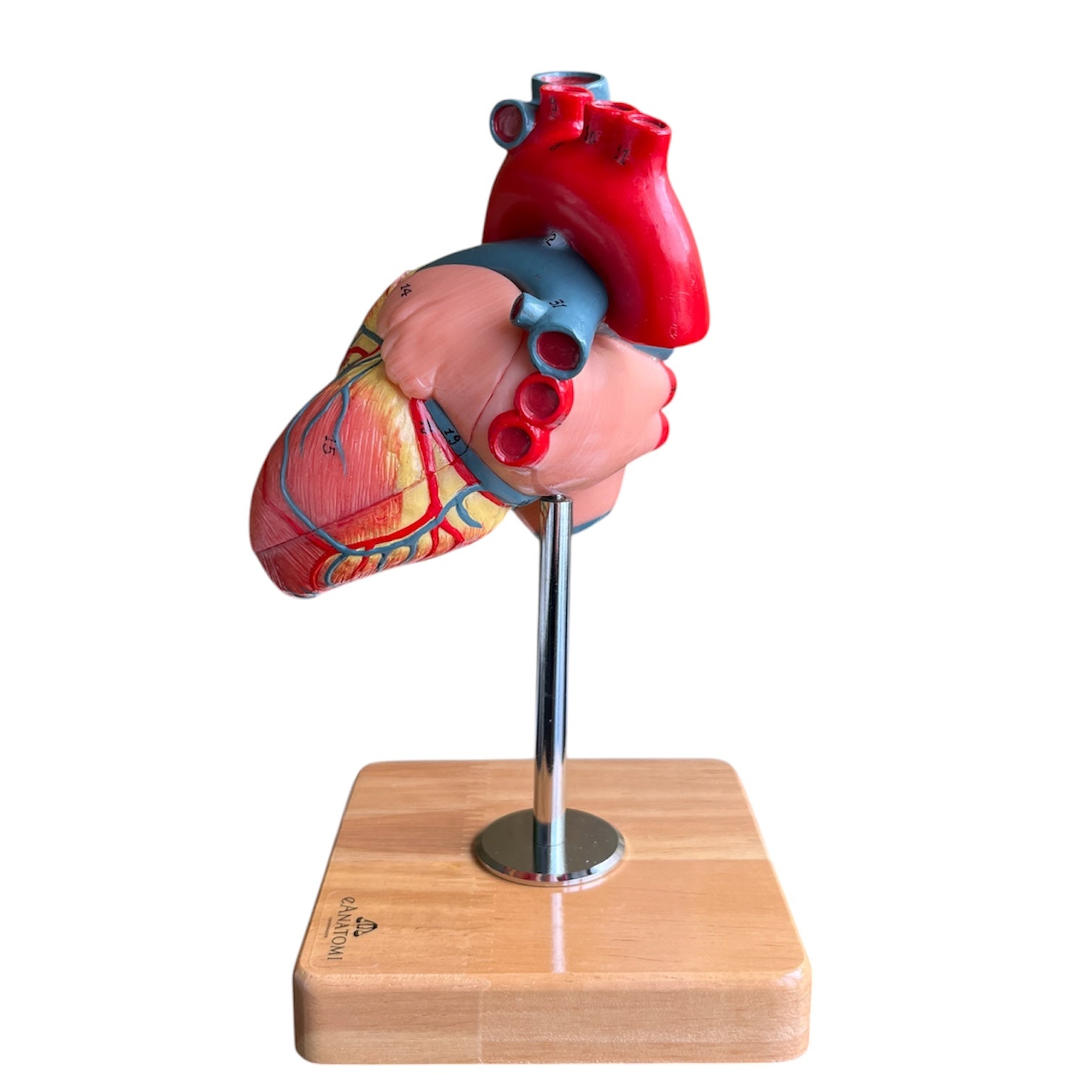 Hjertemodel i 2 dele, naturlig størrelse