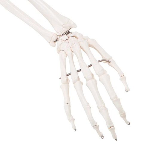 Højre arm m. skulderblad og kraveben