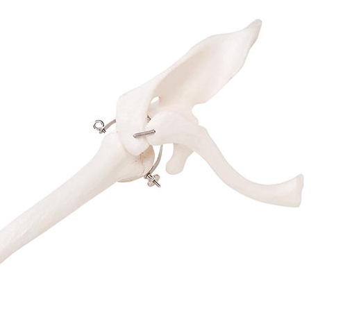 Højre arm m. skulderblad og kraveben