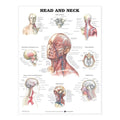 Plakat om kraniets indhold, øvre nakkeled samt muskler, kar & nerver i ansigtet og halsen på engelsk - eAnatomi