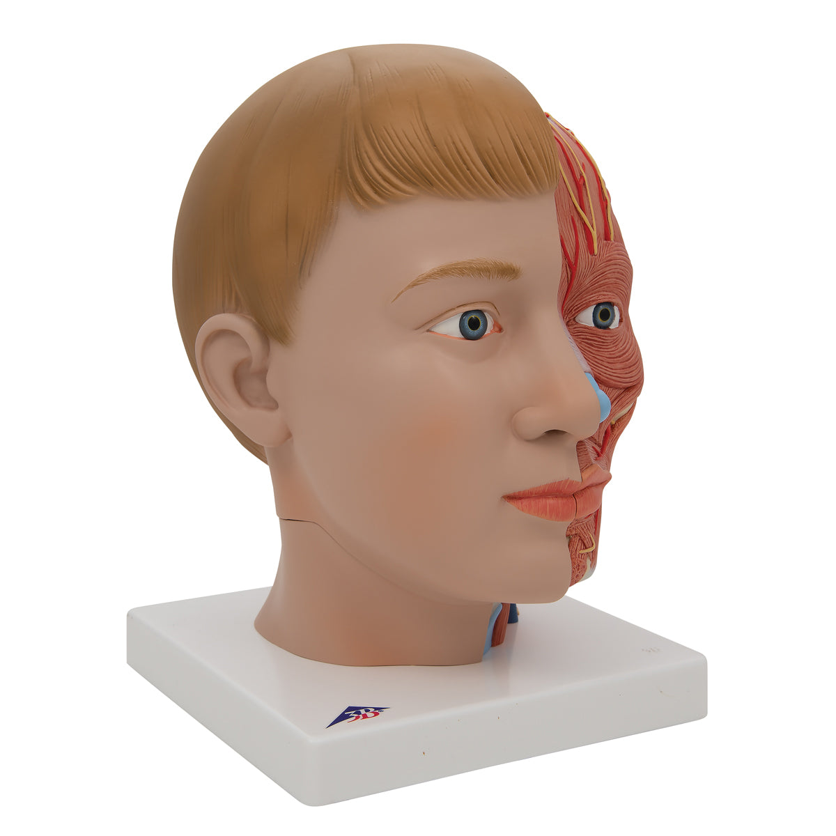 Huvud och hals med kärl och nerver, sagittalsektion, 4 delar