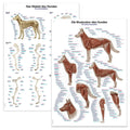 Dog's muscles and skeleton 70x100 cm poster set