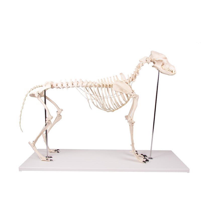 Dog skeleton in plastic and life size in eAnatomi.com