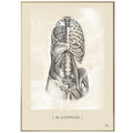 Anatomisk kunstplakat, m iliopsoas feminina white chalk © eAnatomi