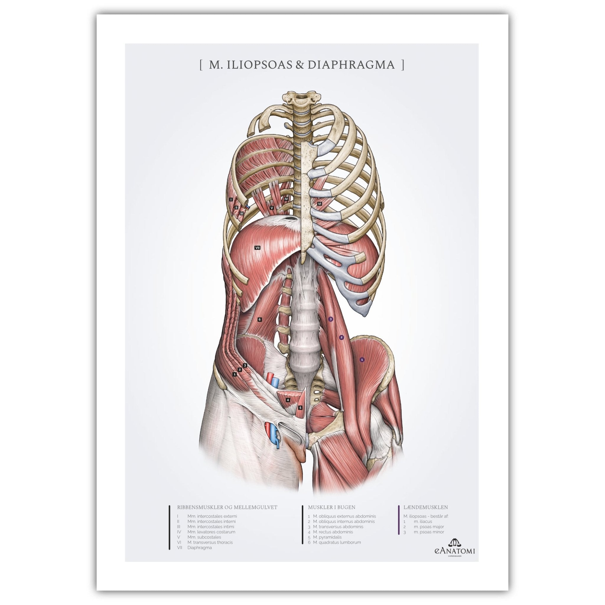 M. iliopsoas og diaphragma hos kvinden, anatomi plakat © eAnatomi - eAnatomi