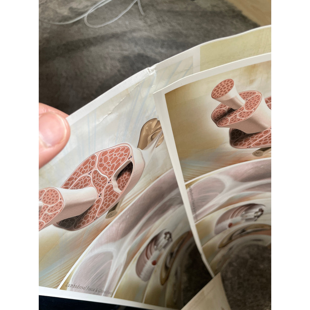 Affisch om fascia (bindväv) på engelska 2:a klass