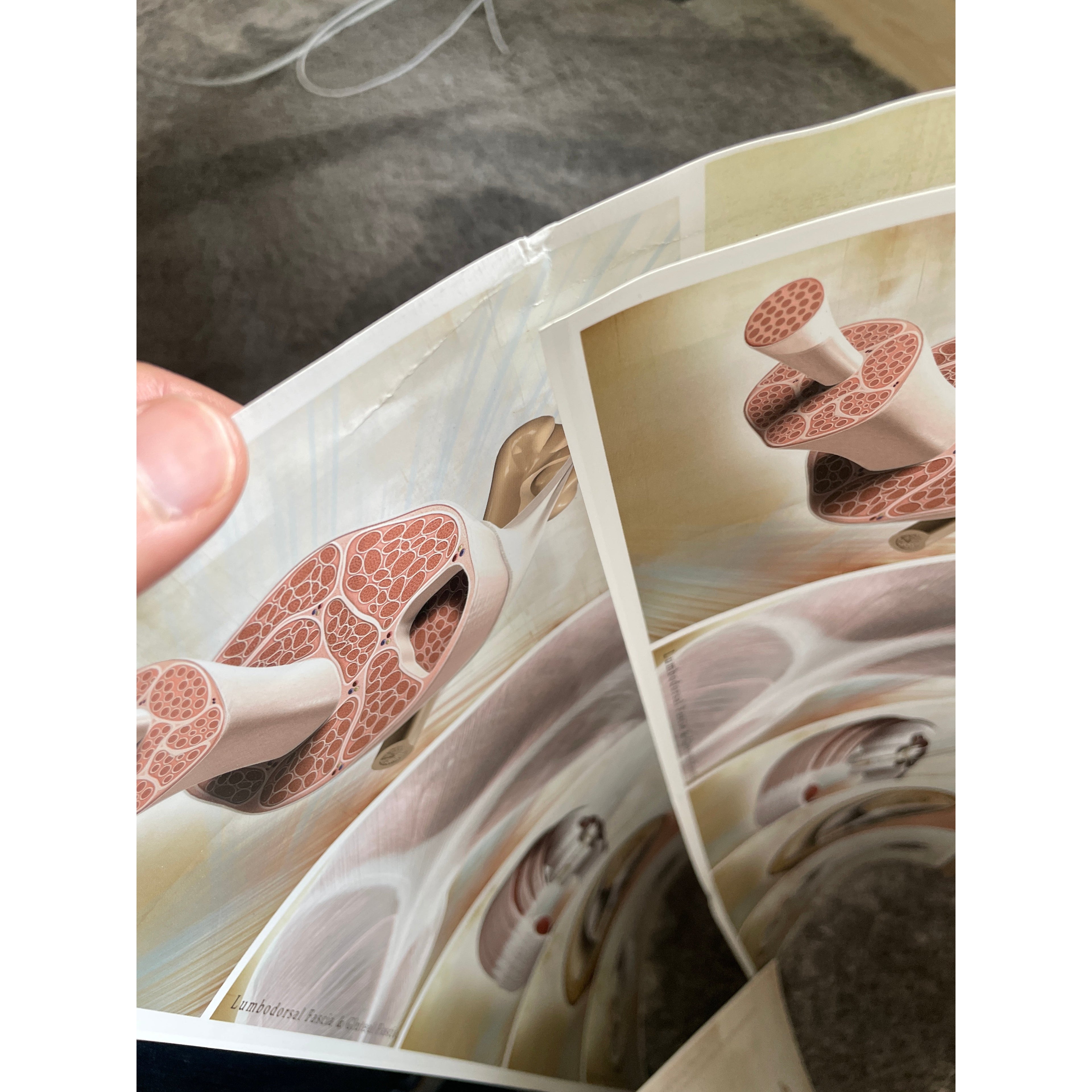 Plakat om fascier (bindevæv) på engelsk 2. sortering