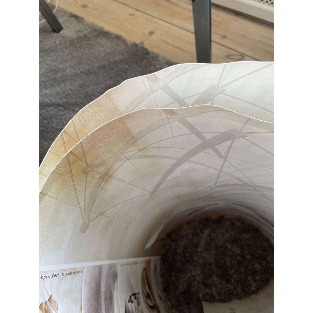 Affisch om fascia (bindväv) på engelska 2:a klass