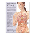 Lamineret plakat om de indre organer på engelsk - eAnatomi