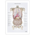 Internal organs, anatomy poster with nomenclature