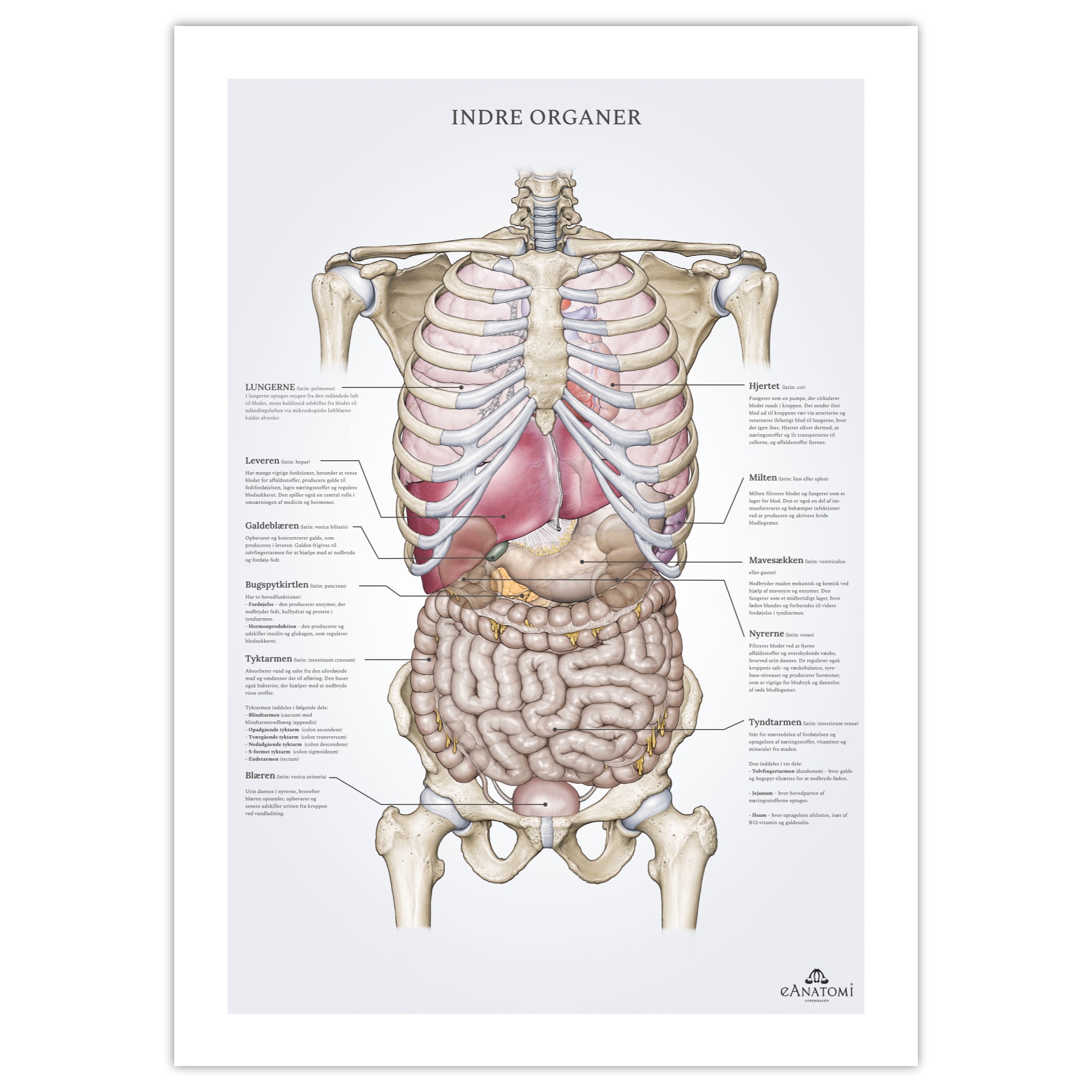 Internal organs, anatomy poster with nomenclature