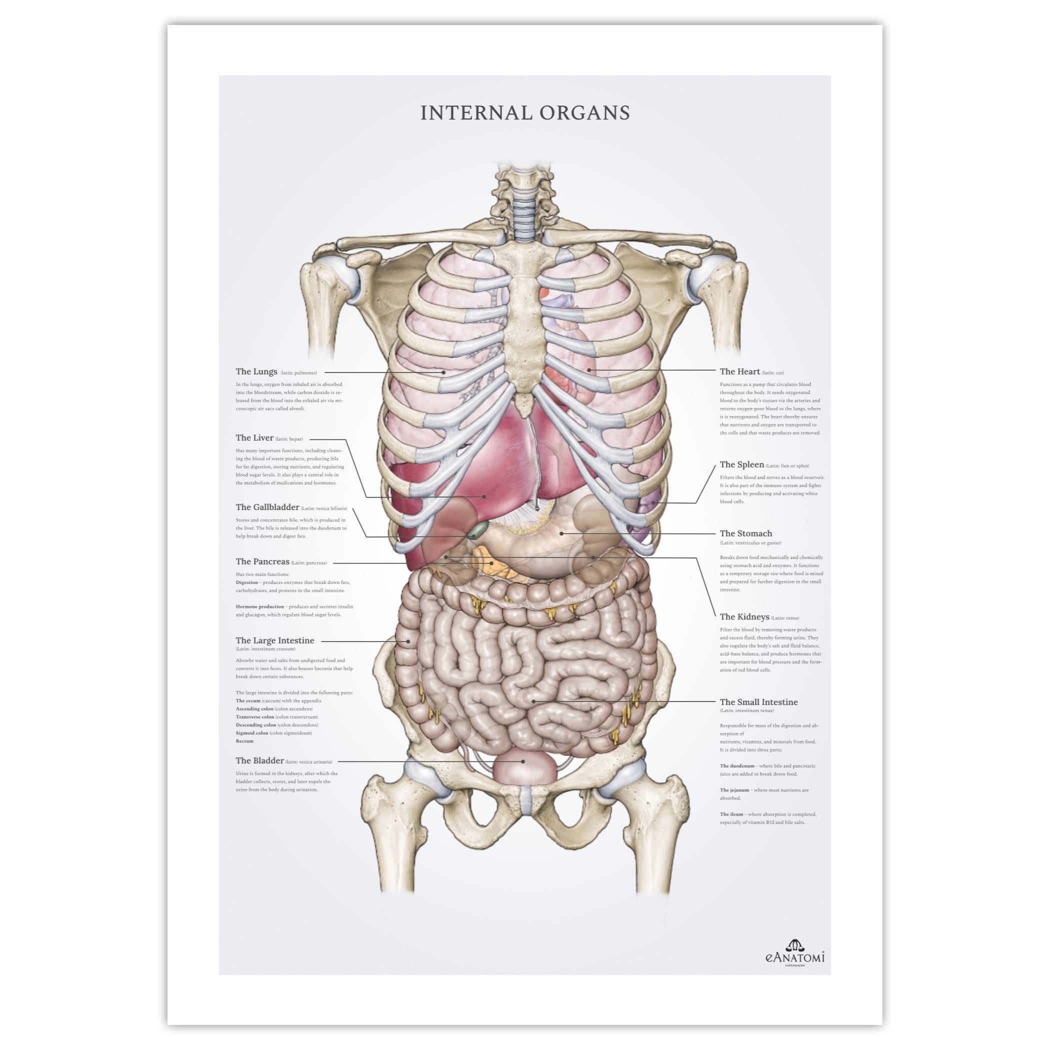 Internal organs, anatomy poster with nomenclature