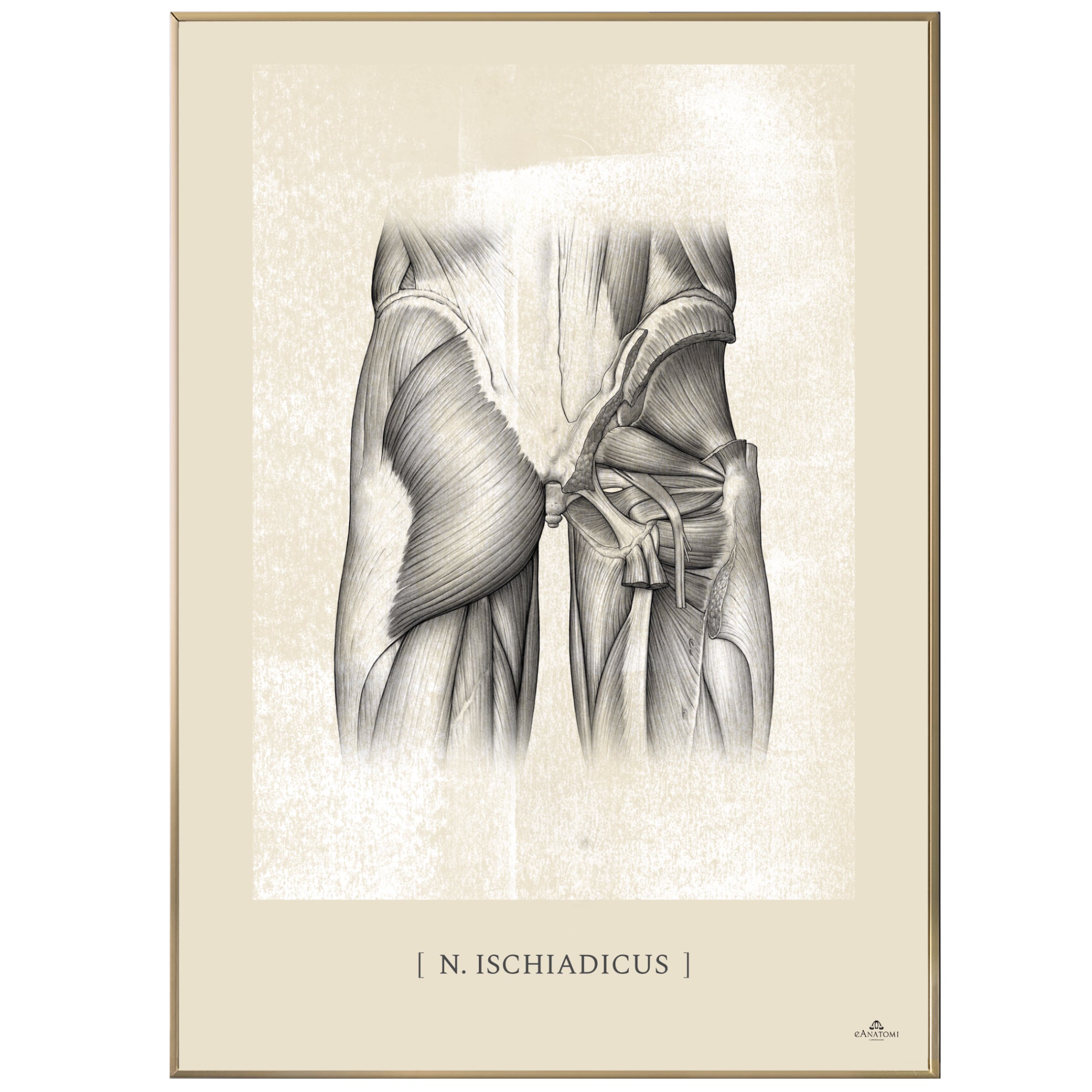 Anatomisk kunstplakat, n. ischidadicus white chalk © eAnatomi
