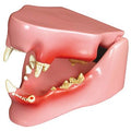 Model af en kattekæbe i naturlig størrelse, som både viser tænderne med og uden lidelser