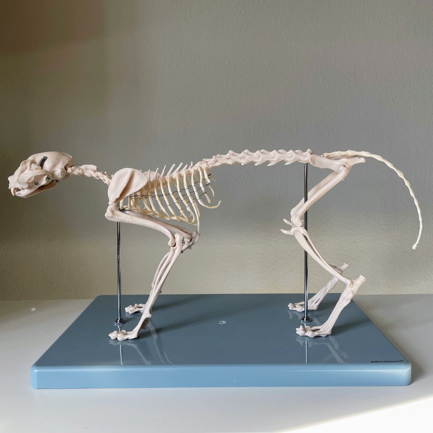 Cat skeleton