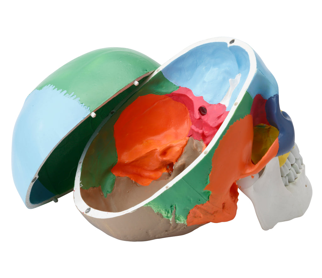 Pædagogisk kranie, 2 dele