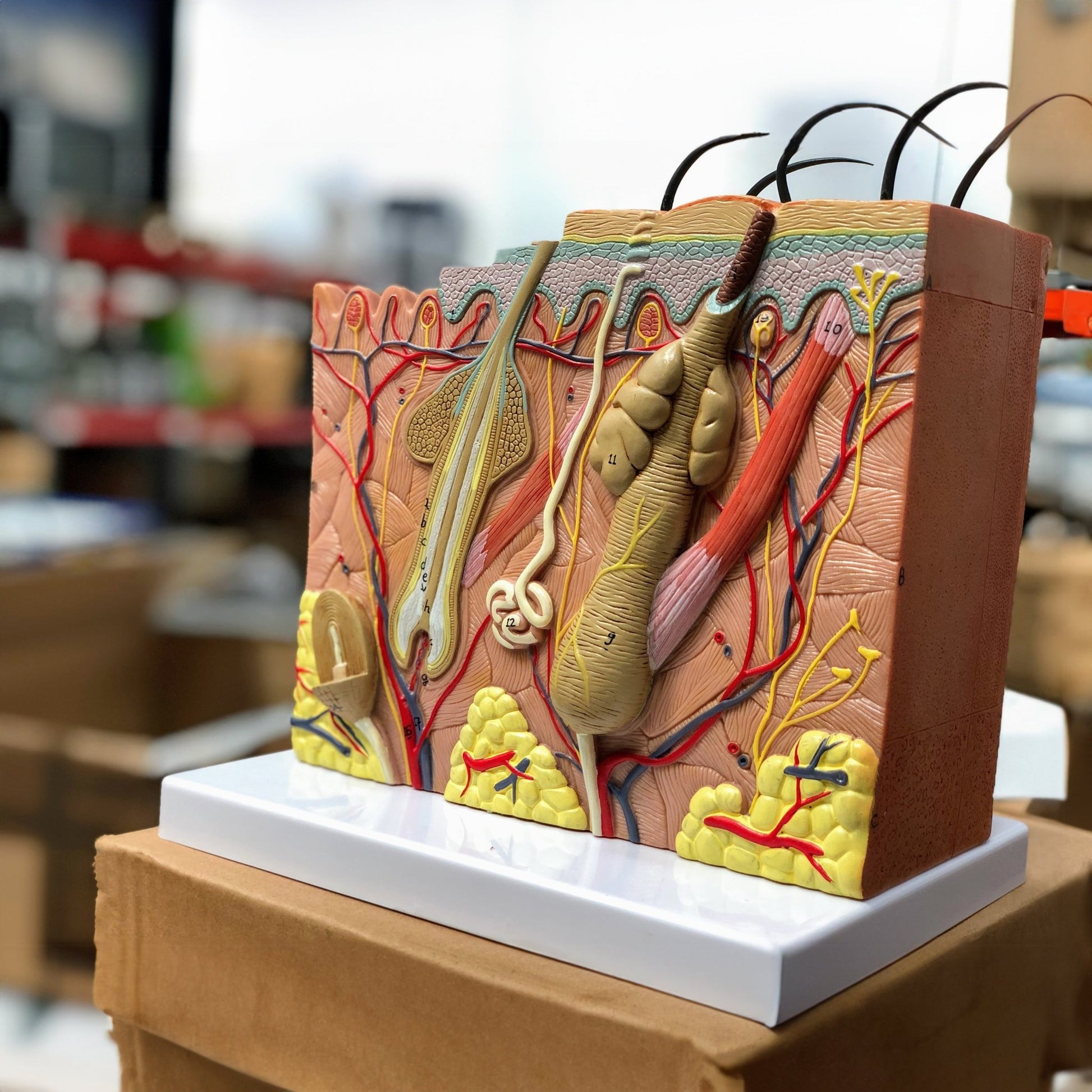 Anatomical skin model of one skin area In eAnatomi.dk