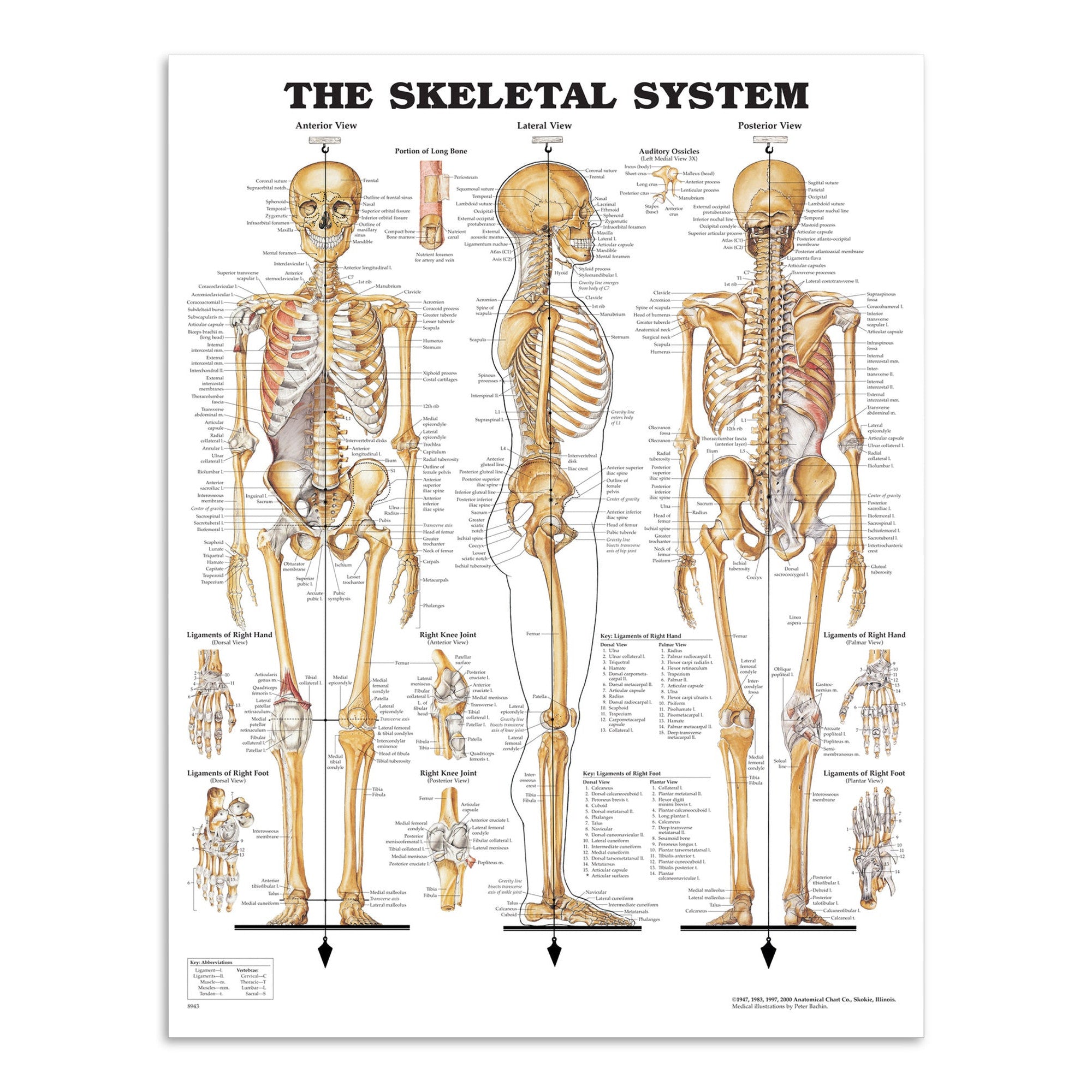 Klassisk skeletplakat som også illustrerer ledbånd (ligamenter) på engelsk - eAnatomi