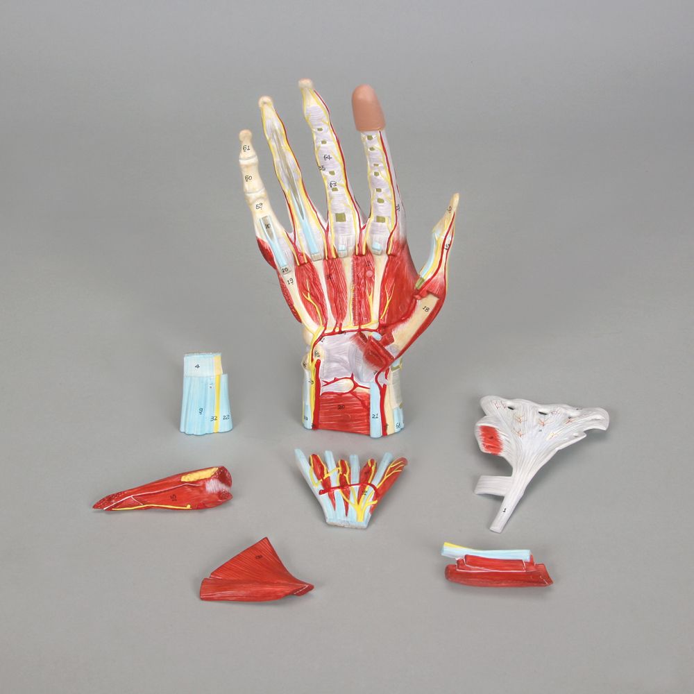 Complete hand model with muscles, tendons, vessels and nerves – eAnatomi