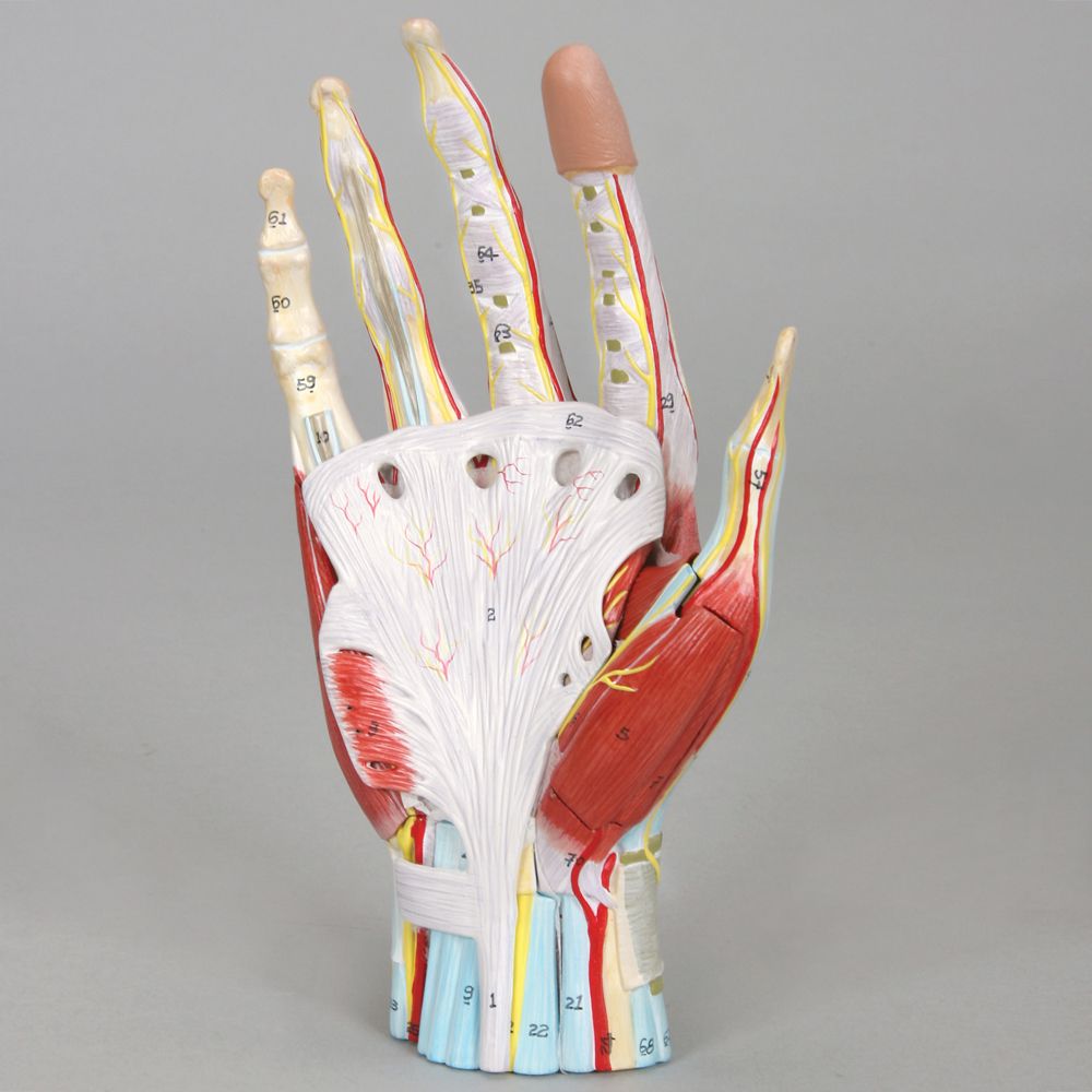 Complete hand model with muscles, tendons, vessels and nerves – eAnatomi